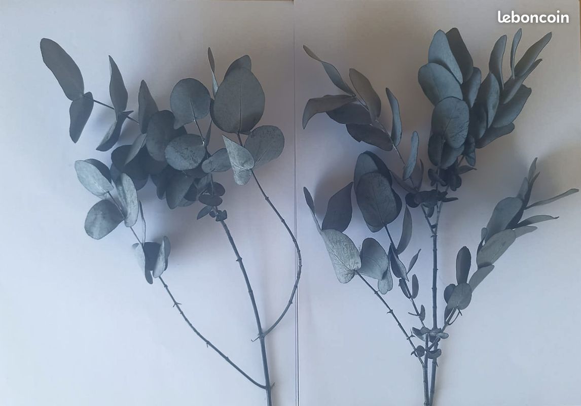 Eucalyptus séchés et stabilisés, couleur naturelle (image 2)