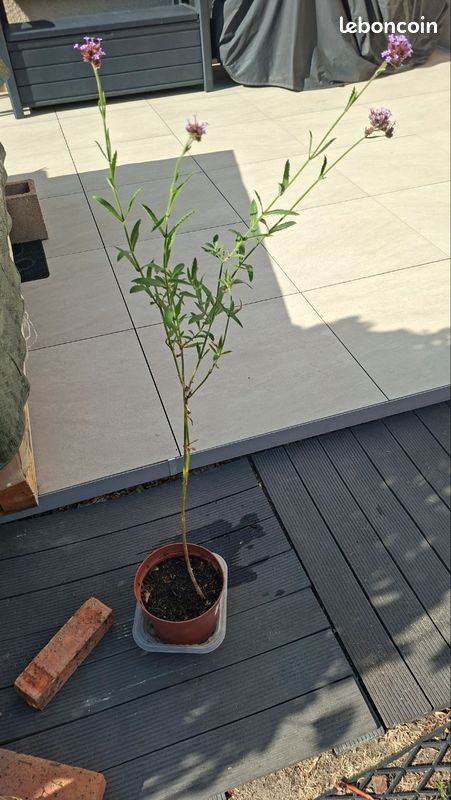 Verveine de Buenos Aires (image 3)