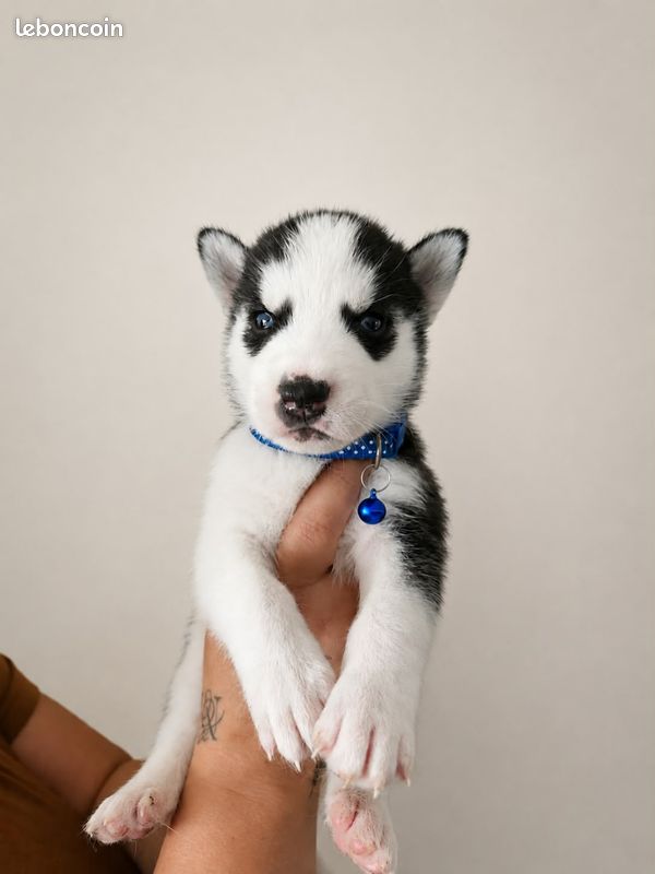 Chiots husky (image 3)