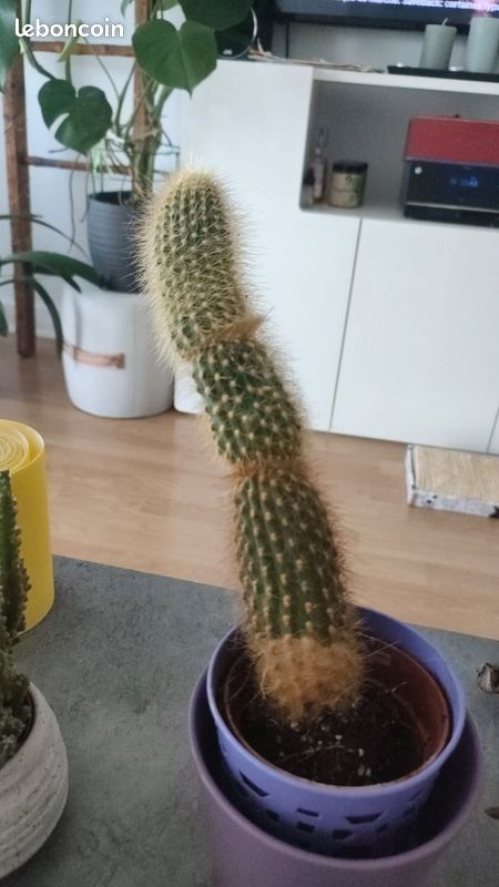 Cactus  rempoter - Jardin & Plantes