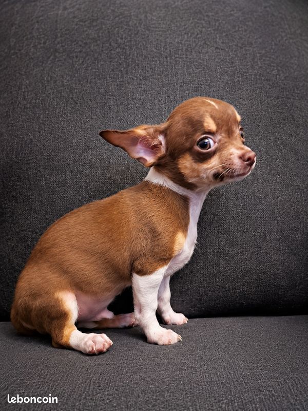 Chiot chihuahua (image 1)