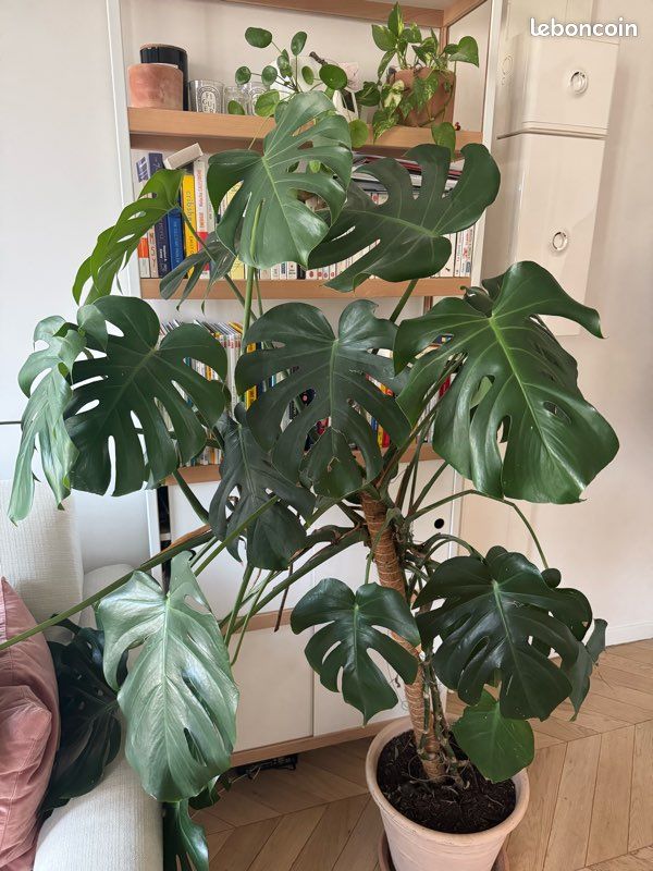 Monstera Deliciosa XXL (image 2)