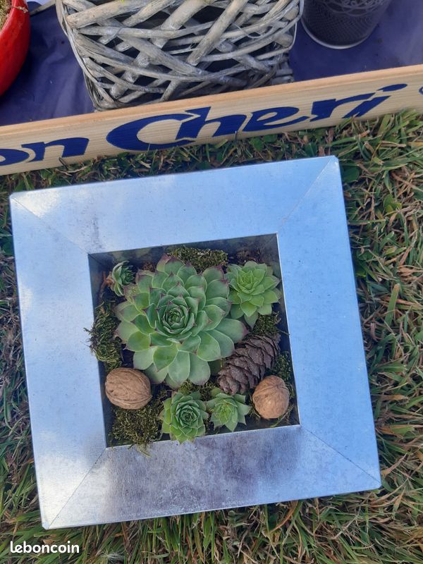 Plante joubarbe (image 3)