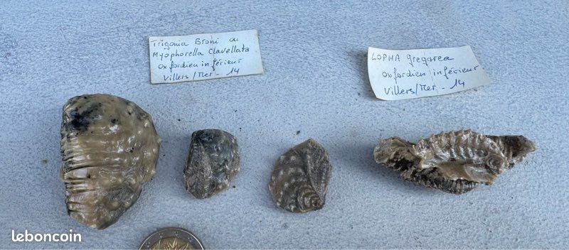 Fossiles TRIGONIA BRONI et LOPHA GREGAREA (image 5)