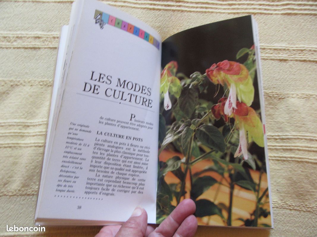 Les plantes dans la maison (image 3)