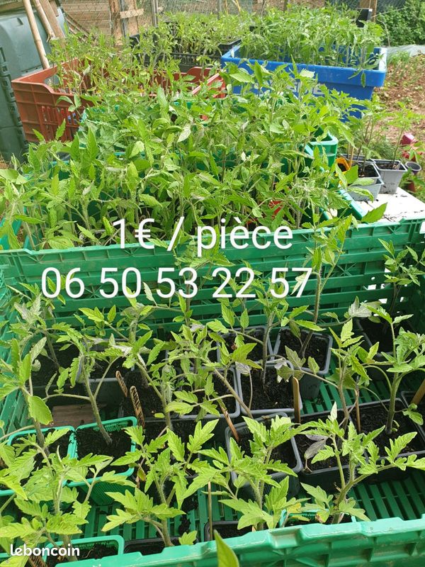 Plants de tomates (image 1)