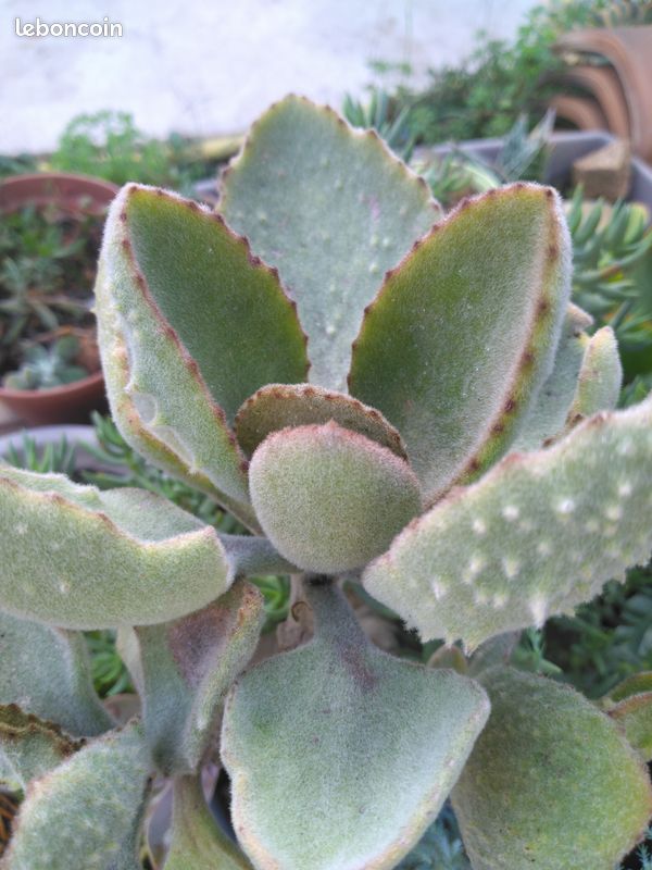 Plantes exotiques (image 3)