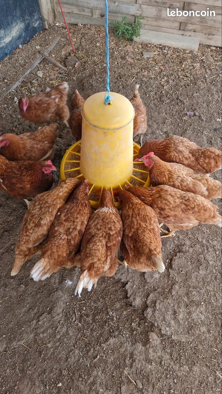 Poules rousses pondeuses (image 1)