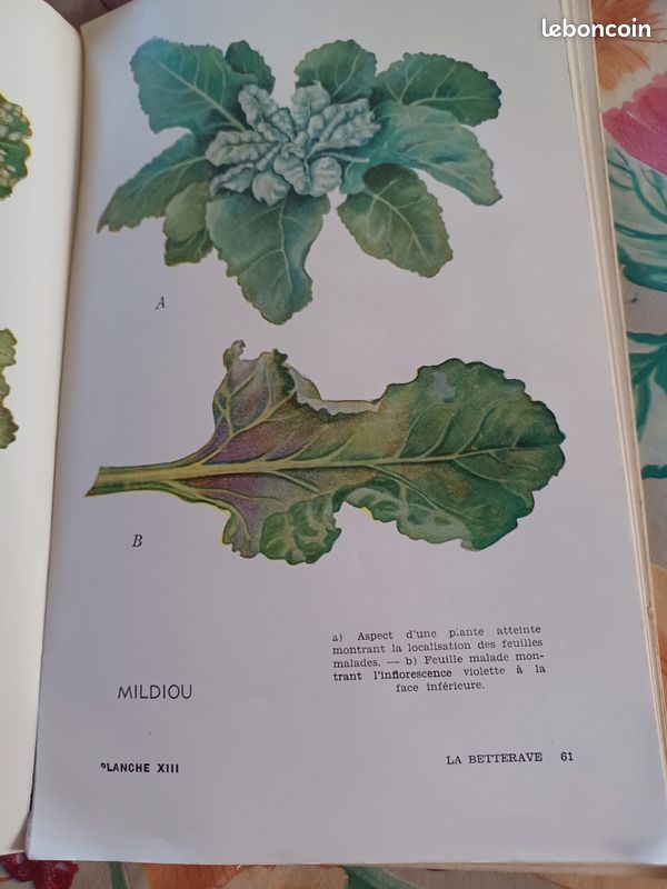 Livre ancien lutte contre les ennemis des cultures 1959 (image 5)