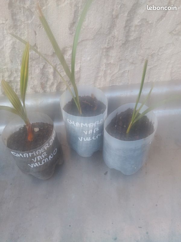Lot de 3 Chamaerops var Vulcano (image 2)