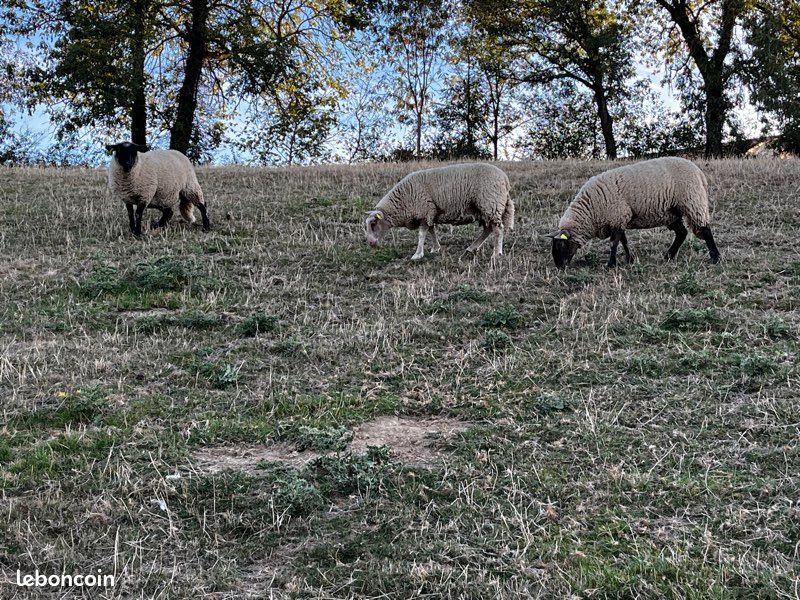 Bélier croisé Suffolk (image 3)