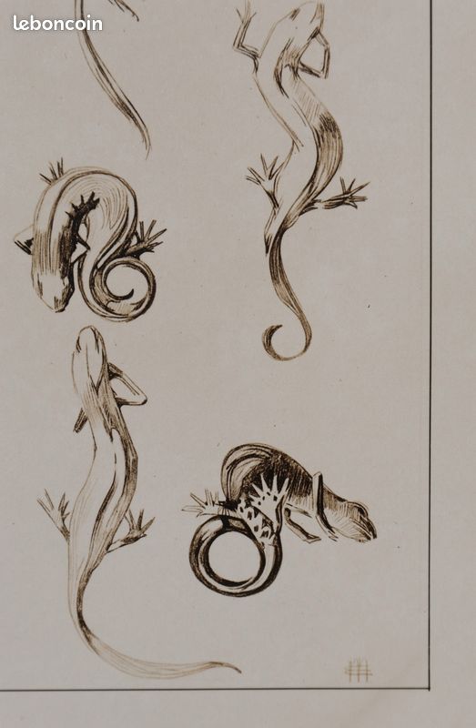 Mathurin MEHEUT : La Salamandre, Lithographie signée #CERTIFICAT (image 4)