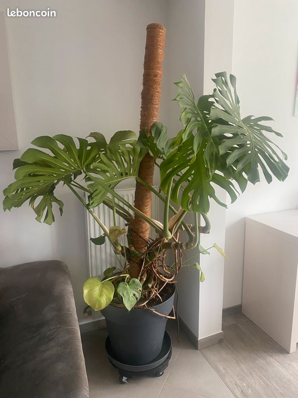 Plante Monstera Deliciosa XXL (image 1)