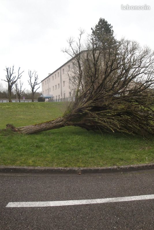 Abattage d'arbre avec évacuation des branches et du tronc (image 2)