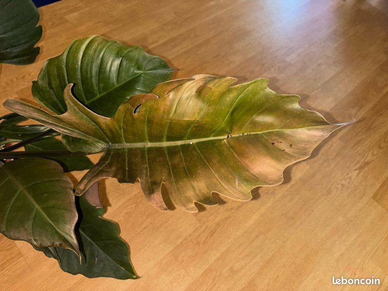 philodendron maximum Philodendron maximum 'Ecuagenera' — Ecuagenera Orquídeas del Ecuador main image 1