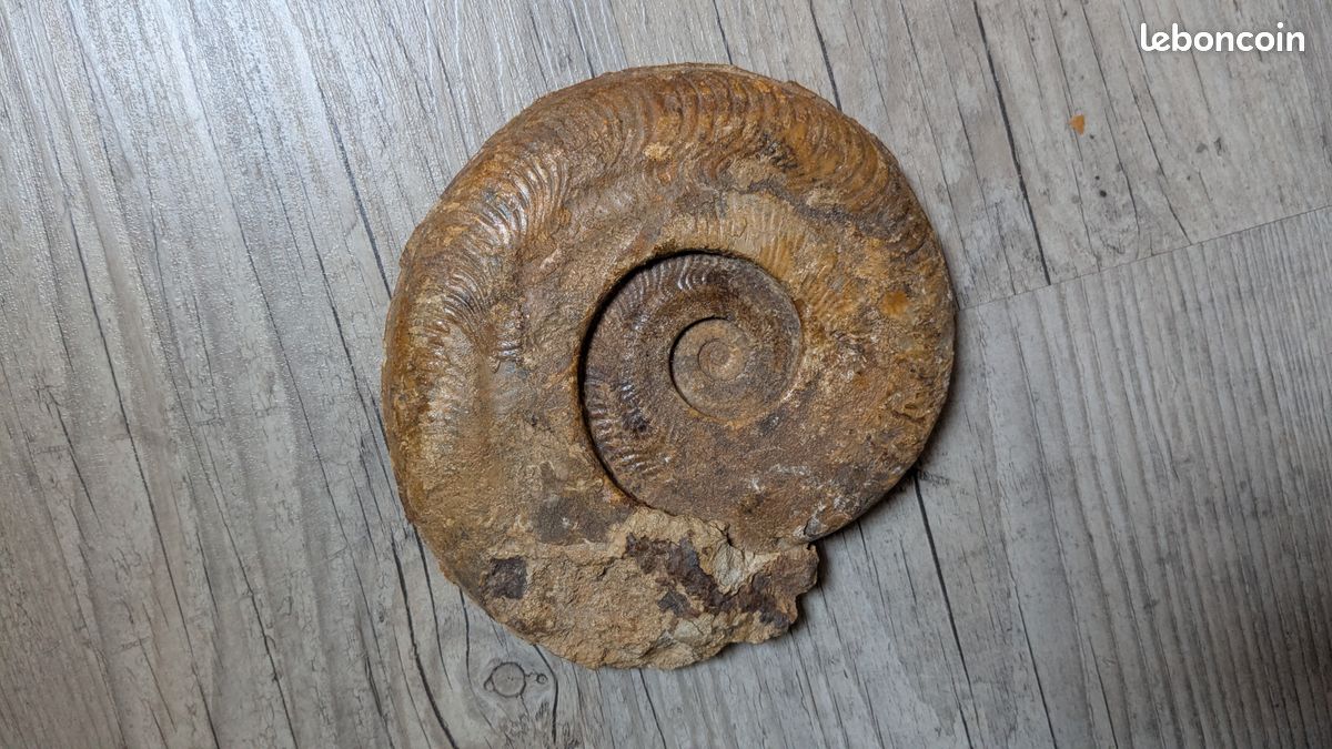 Ammonite (image 1)