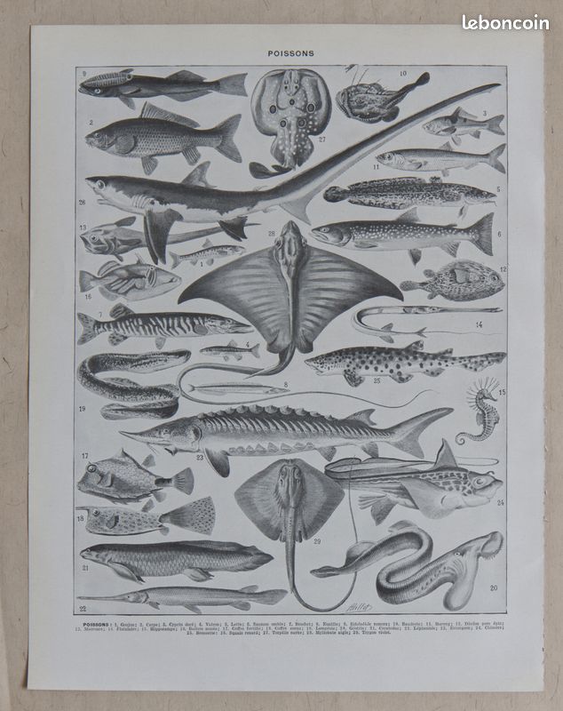 Poissons par Adolphe Millot Français Affiche vintage Home