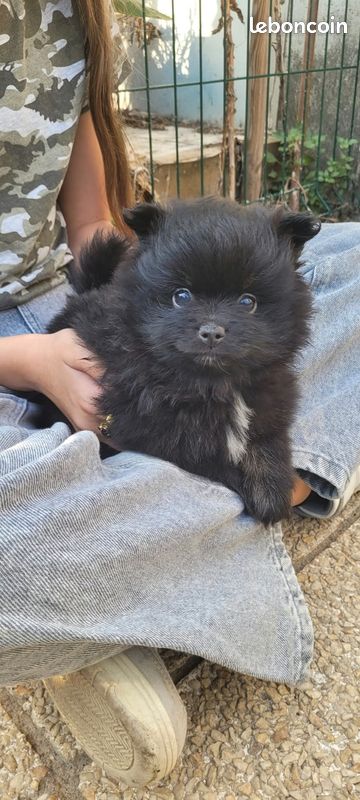 Chiot spitz (image 1)