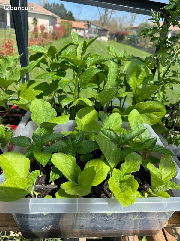 Plants de légumes bio (image 8)