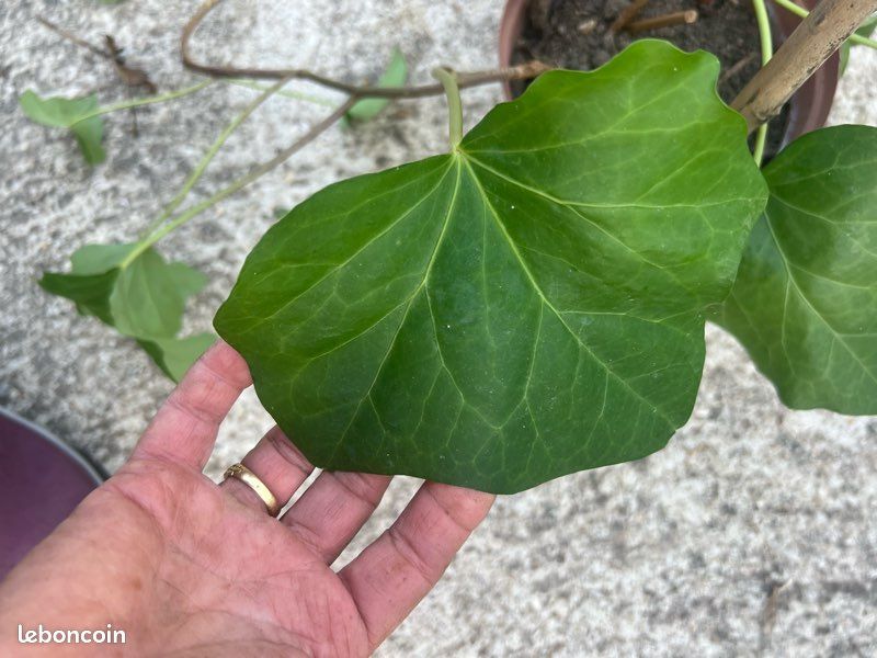 Lierre couvre sol ou grillage:HEDERA 'Algerian Bellecour' - Jardin & Plantes