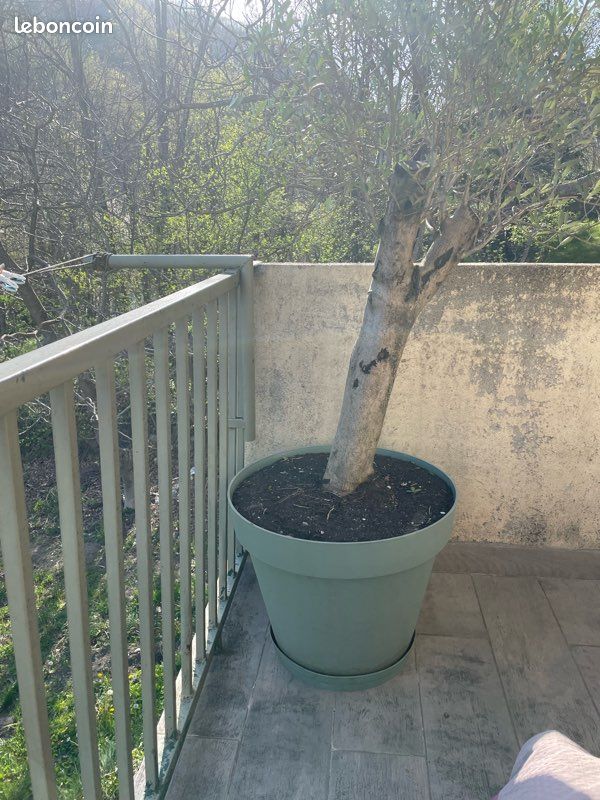 🌳 Olivier en pot 1 m 80 (image 2)