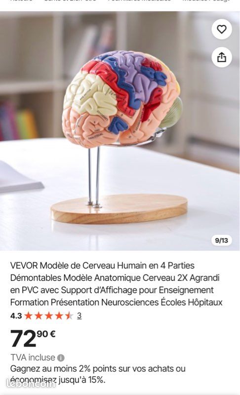 Modèle de coupe transversale du cerveau en mousse souple de Learning