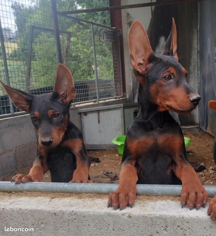 Chineese Red Dog (Lanzhou Hong) - Très Rare (image 5)