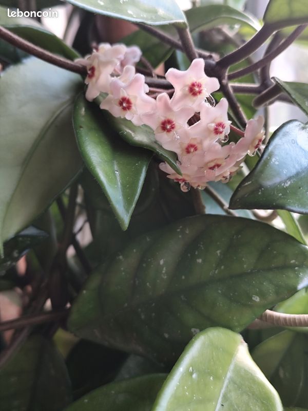 Plante Hoya fleurs de porcelaine (image 4)