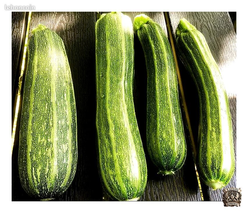 Graines Courgette Cocozelle – Ancienne variété italienne, striée et savoureuse (image 1)
