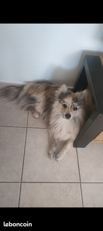 Saillie Spitz Pomchi jolies couleurs (image 3)
