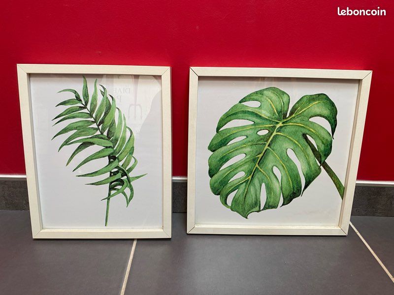 Cadres plantes exotiques (image 1)