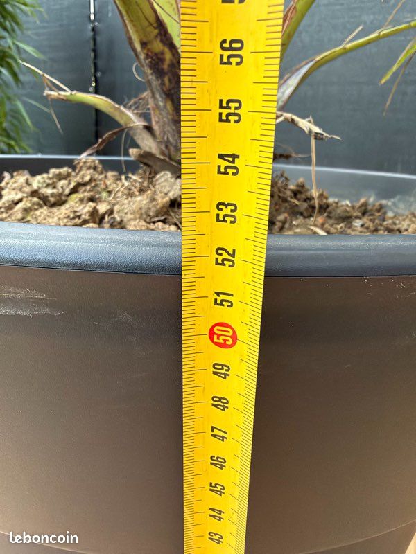 Grand palmier phœnix ext 160 cm avec son pot en parfait état de santé (image 3)