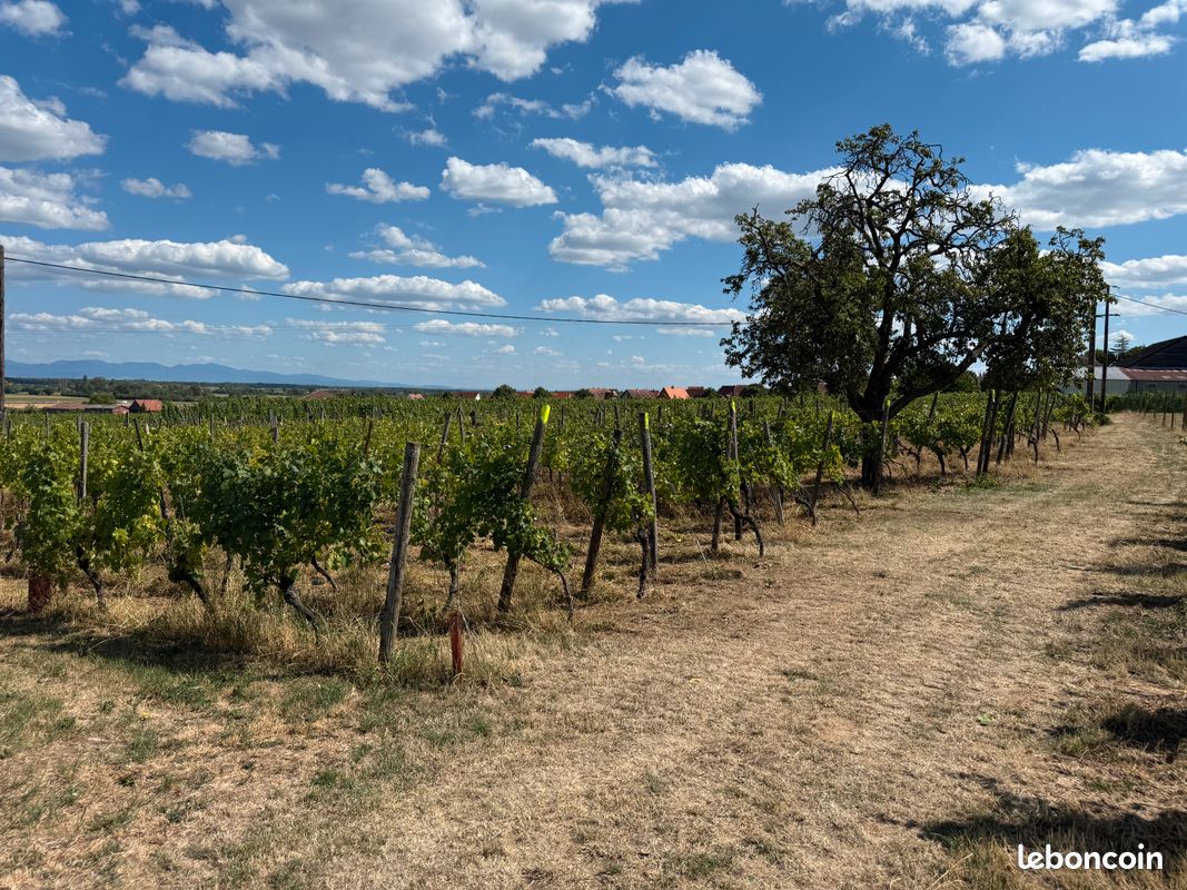 Terrain avec VIGNES · à Gueberschwihr · 26 500 €