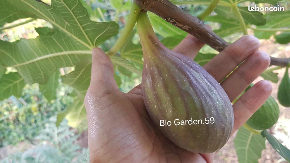 Figuier très productif à gros fruits (image 1)