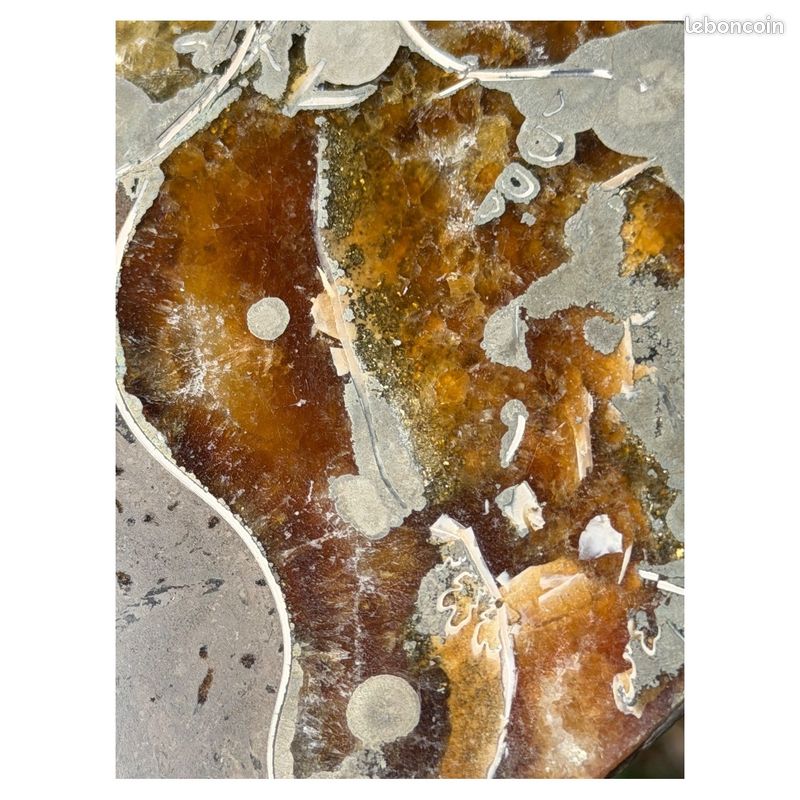 Ammonite (1.71kg) (image 6)