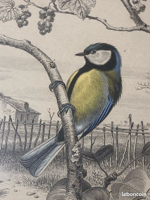Gravure ancienne - Mésange bleue - Grande mésange - Buffon - 1853 (Sans reliure) (image 3)