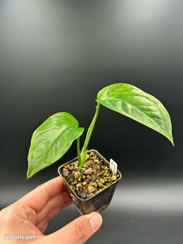 Monstera Obliqua Mobot #2 - Jardin & Plantes