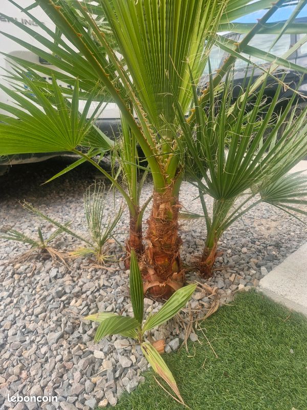 Palmiers Washingtonia (image 1)