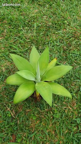 Plant d'agave attenuata (à cou de cygne)