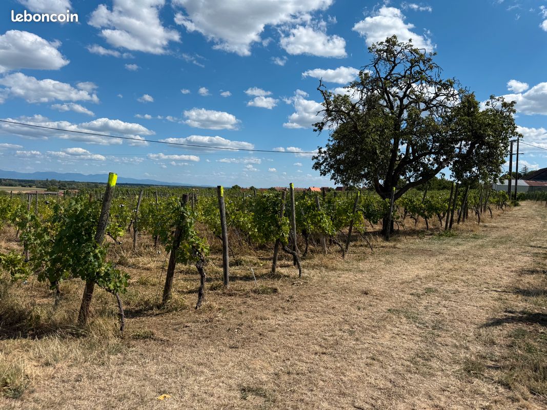 Terrain avec VIGNES · à Gueberschwihr · 26 500 €
