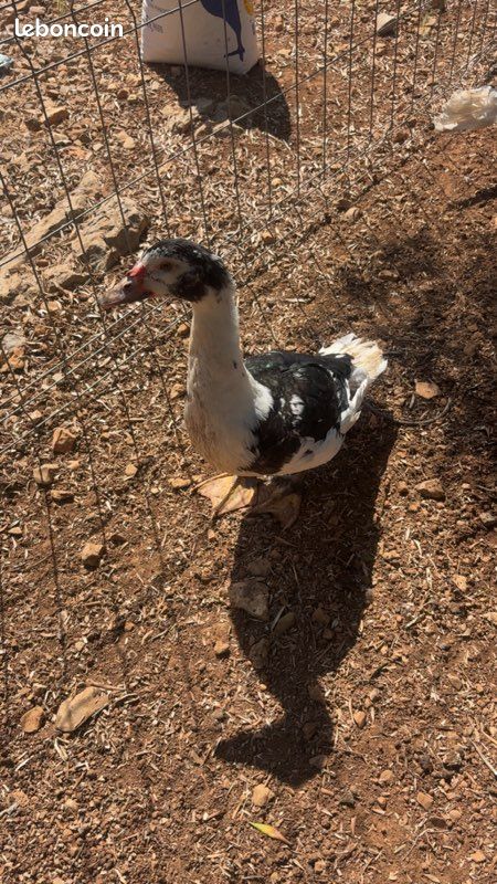 Canard de barbarie chocolat et noir et blanc (image 3)