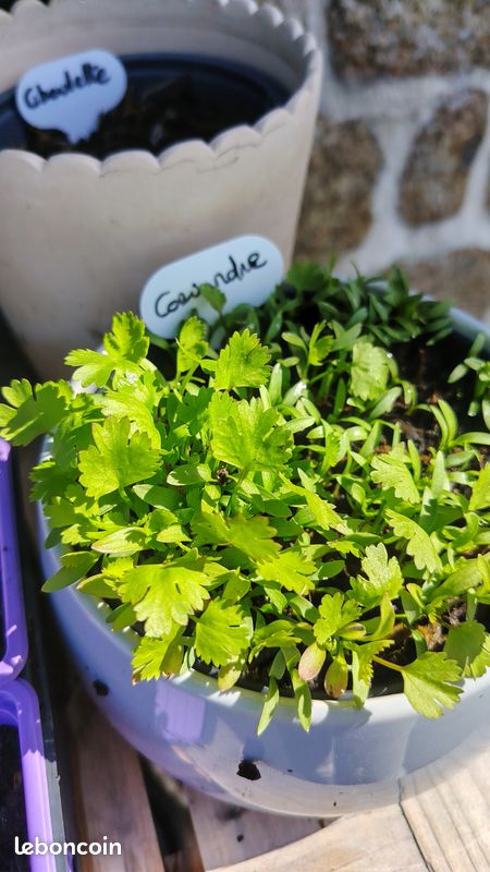 30 graines de Coriandre plante aromatique - graines reproductibles (image 5)