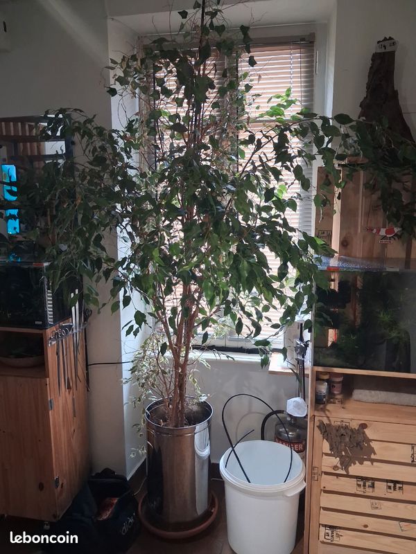 Ficus (image 2)