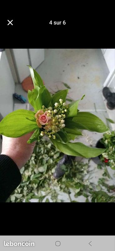 Muguet des bois (image 3)