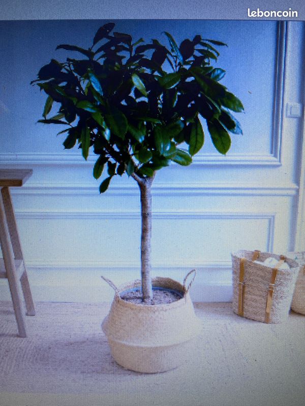 Cache pot en panier tressé naturel - marque Bergamotte (image 4)