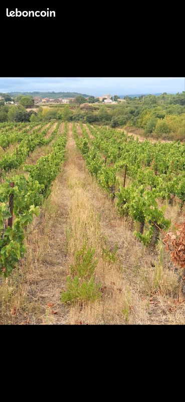 Vignes et terres à vendre Aigues-vives Herault · 13 000 €