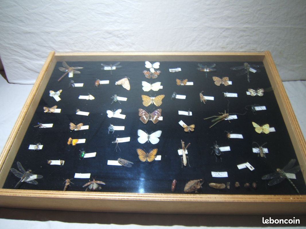 Vitrine présentant des insectes naturalisés des Vosges (image 11)