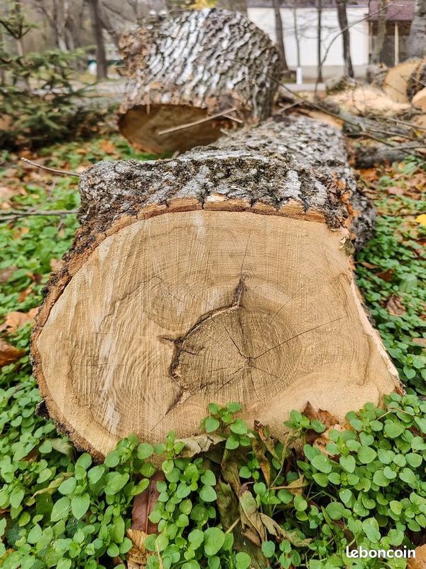 Bois de peuplier pour chauffage120 pour 10 stères (image 1)