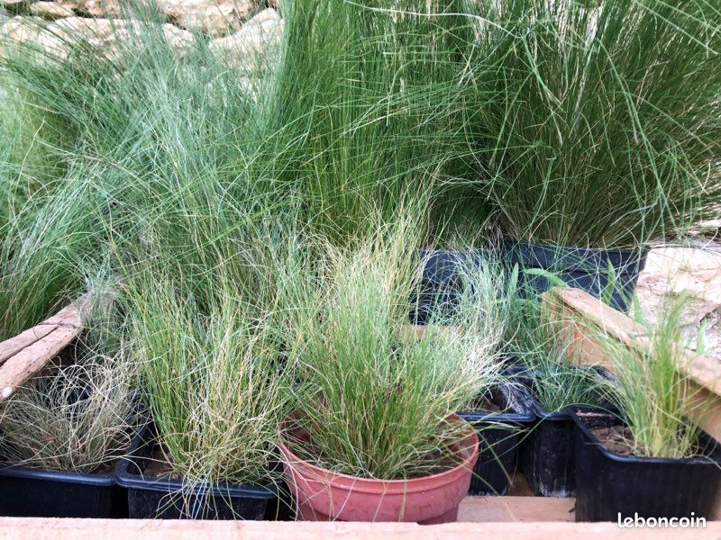 Plante Stipa « cheveux d’Ange » (image 8)