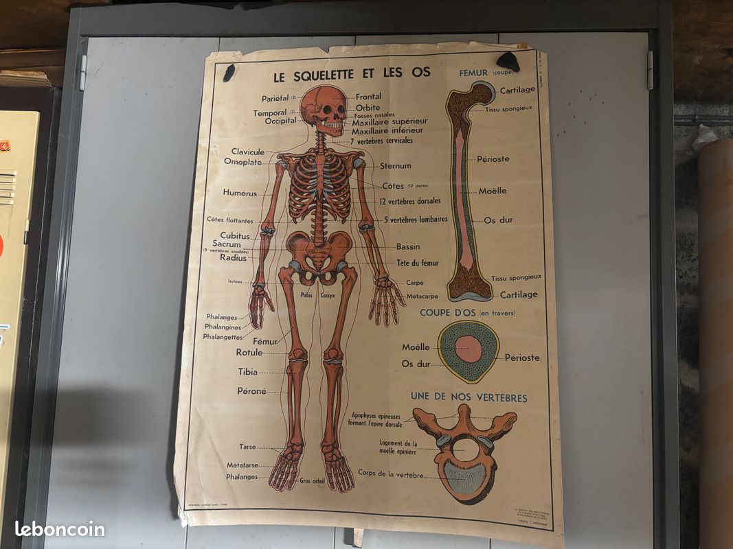 Affiche pédagogique originale recto-verso, issue de la collection Rossignol - Tableaux d